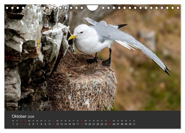 Produktbild: V&ouml;gel im Norden Europas (Wandkalender 2026 DIN A4 quer), CALVENDO Monatskalender