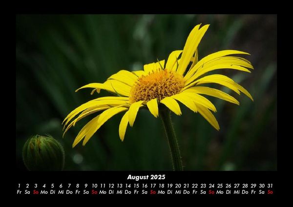 Produktbild: Blumentr&auml;ume 2025 Fotokalender DIN A3