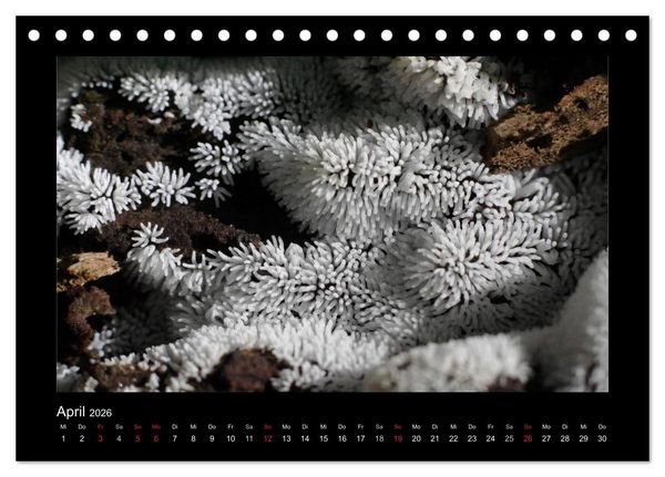 Produktbild: Pilze (Tischkalender 2026 DIN A5 quer), CALVENDO Monatskalender