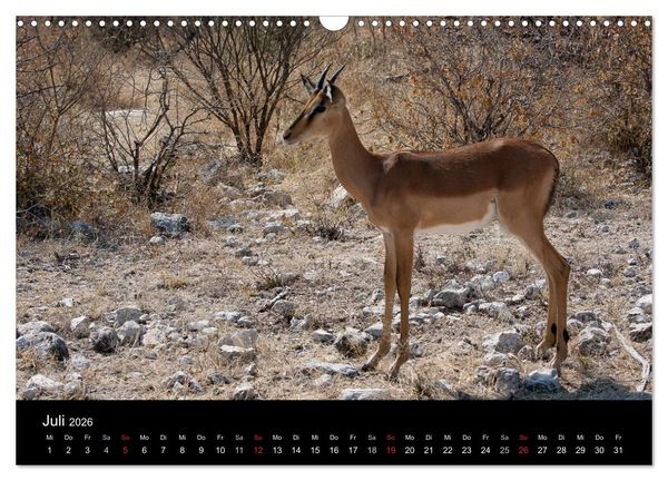 Produktbild: Wildlife Namibia (Wandkalender 2026 DIN A3 quer), CALVENDO Monatskalender