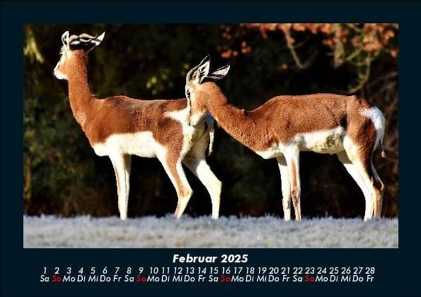 Produktbild: Tiere in der Wildnis 2025 Fotokalender DIN A5