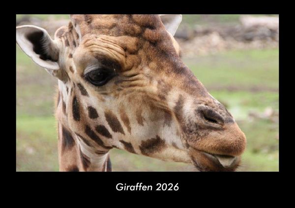 Giraffen 2026 Fotokalender DIN A3