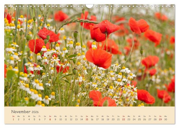 Produktbild: Mohnblumen - rote Sch&ouml;nheiten (Wandkalender 2026 DIN A3 quer), CALVENDO Monatskalender