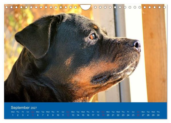 Produktbild: Rottweiler Portait Shots 2027 (Wall Calendar 2027 DIN A4 landscape), CALVENDO 12 Month Wall Calendar