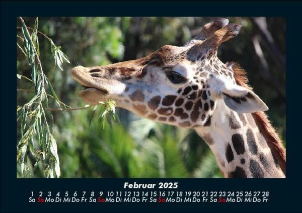 Produktbild: Giraffen 2025 Fotokalender DIN A5