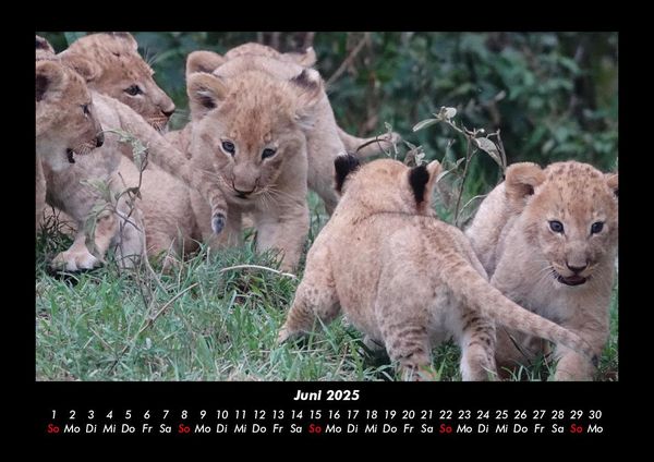 Produktbild: Tiere in der Wildnis 2025 Fotokalender DIN A3