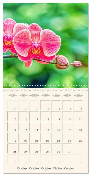 Produktbild: Phalaenopsis, la reine des Orchid&eacute;es (Calendrier mural carr&eacute; 2026 30x30 cm) Calendrier double avec une page pour vos prises de notes
