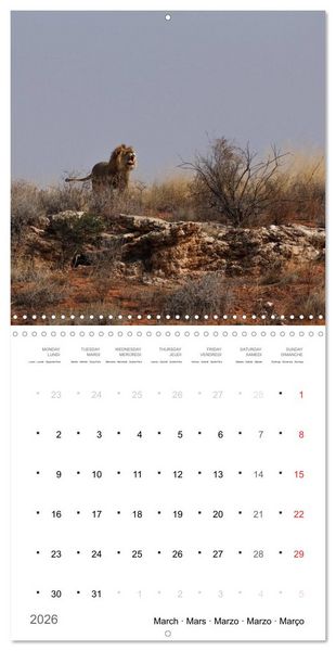 Produktbild: Adventure South Africa 2026 (Wall Calendar 2026 12 &times; 12 Inch) CALVENDO 12 Month Wall Calendar