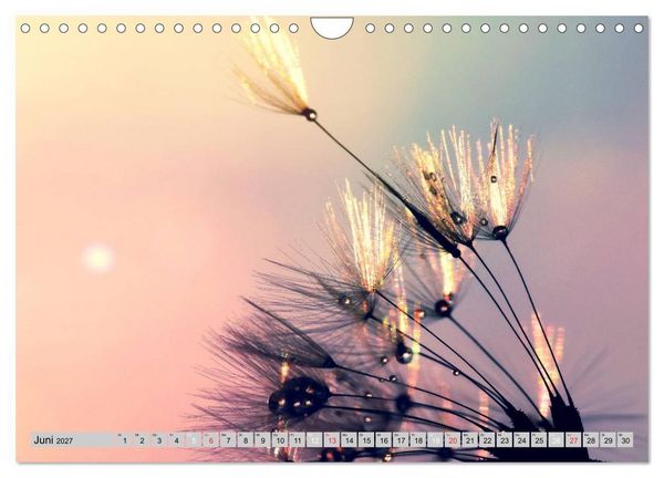 Produktbild: PusteblumenZauber (Wandkalender 2027 DIN A4 quer), CALVENDO Monatskalender
