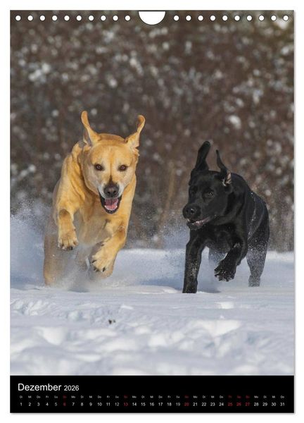 Produktbild: Faszination Labrador Retriever (Wandkalender 2026 DIN A4 hoch), CALVENDO Monatskalender