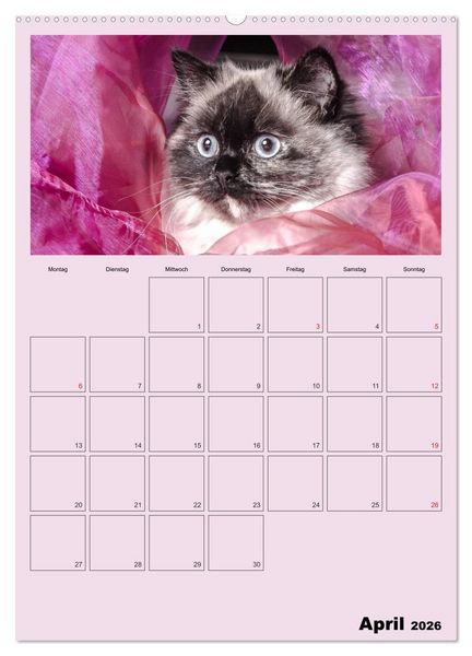 Produktbild: Mit Katzen durchs Jahr / Planer (hochwertiger Premium Wandkalender 2026 DIN A2 hoch), Kunstdruck in Hochglanz