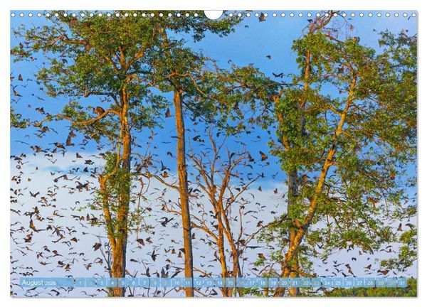 Produktbild: Flughunde: Vegetarische Drachenflieger (Wandkalender 2026 DIN A3 quer), CALVENDO Monatskalender