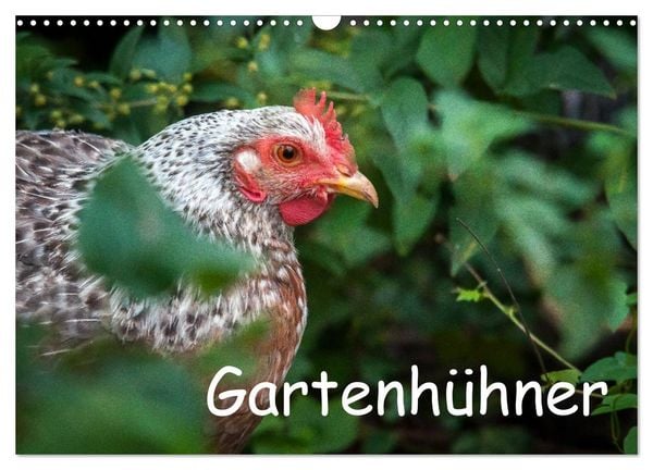 Produktbild: Gartenh&uuml;hner (Wandkalender 2026 DIN A3 quer), CALVENDO Monatskalender