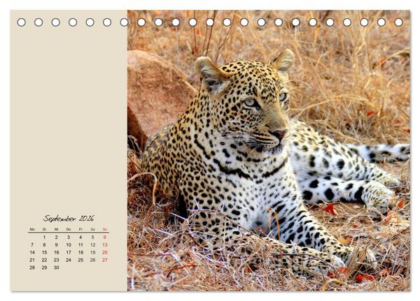 Produktbild: Leoparden. Geschmeidig, kr&auml;ftig und klug (Tischkalender 2026 DIN A5 quer), CALVENDO Monatskalender