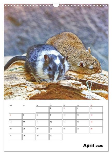 Produktbild: Mongolische Rennm&auml;use (Wandkalender 2026 DIN A3 hoch), CALVENDO Monatskalender