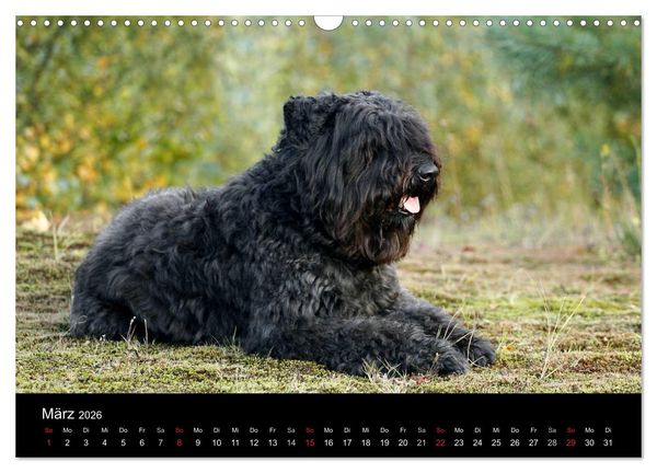 Produktbild: Bouvier des Flandres (Wandkalender 2026 DIN A3 quer), CALVENDO Monatskalender
