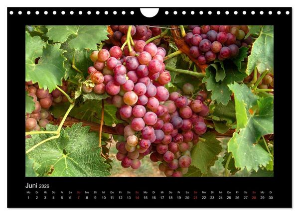 Produktbild: Wein - Reben, Wingerte und historische Weinkeller (Wandkalender 2026 DIN A4 quer), CALVENDO Monatskalender