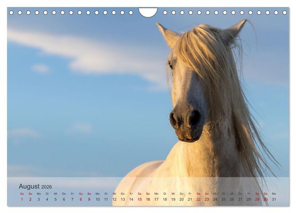 Produktbild: Die wei&szlig;en Pferde der Camargue (Wandkalender 2026 DIN A4 quer), CALVENDO Monatskalender