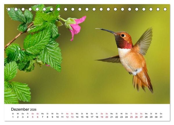 Produktbild: Kolibris - Juwelen der L&uuml;fte (Tischkalender 2026 DIN A5 quer), CALVENDO Monatskalender