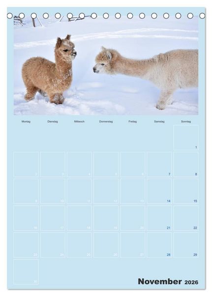 Produktbild: Alpakas zum Verlieben (Tischkalender 2026 DIN A5 hoch), CALVENDO Monatskalender