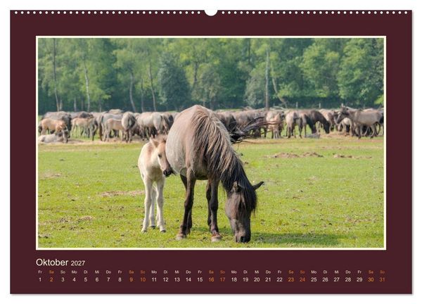Produktbild: Die letzten Wilden - freilebende Pferde in D&uuml;lmen (Wandkalender 2027 DIN A2 quer), CALVENDO Monatskalender
