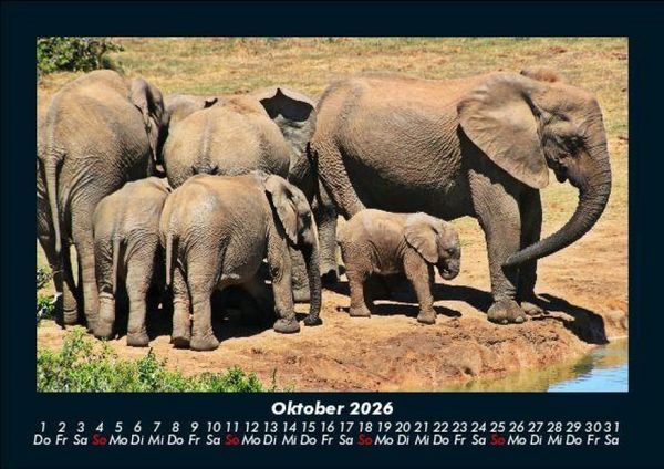 Produktbild: Der Elefantenkalender 2026 Fotokalender DIN A5