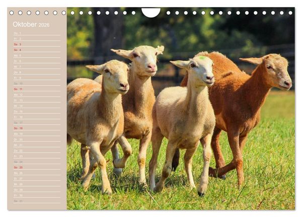 Produktbild: Schafe / Geburtstagskalender (Wandkalender 2026 DIN A4 quer), CALVENDO Monatskalender