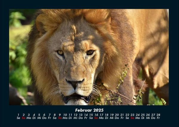 Produktbild: Tierkalender 2025 Fotokalender DIN A4