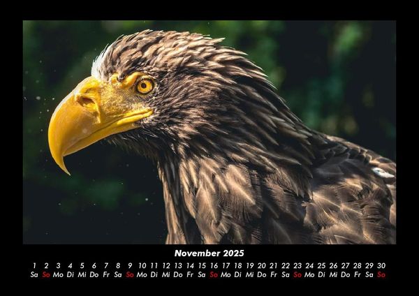 Produktbild: Adler 2025 Fotokalender DIN A3