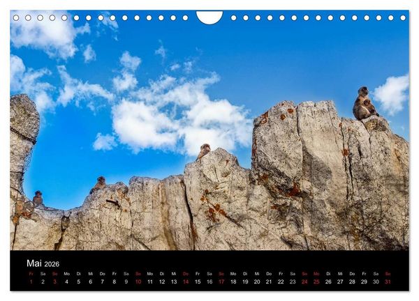 Produktbild: Gibraltar - der Affenfelsen (Wandkalender 2026 DIN A4 quer), CALVENDO Monatskalender