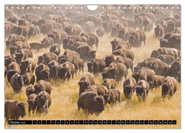 Produktbild: Wisent und Bison (Wandkalender 2026 DIN A4 quer), CALVENDO Monatskalender