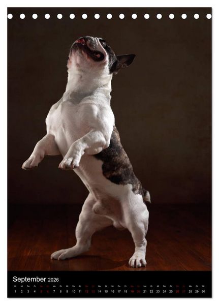 Produktbild: Bullys mit Charme - Franz&ouml;sische Bulldoggen im Portrait (Tischkalender 2026 DIN A5 hoch), CALVENDO Monatskalender