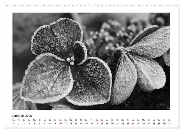 Produktbild: Die grafische Sch&ouml;nheit der Pflanzen &ndash; Schwarz-Wei&szlig; (Wandkalender 2026 DIN A2 quer), CALVENDO Monatskalender