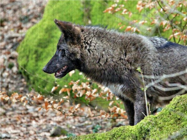 Produktbild: CALVENDO Puzzle Der Timberwolf - Der J&auml;ger aus den Rocky Mountains 1000 Teile Lege-Gr&ouml;&szlig;e 64 x 48 cm Foto-Puzzle Bild von Arno Klatt