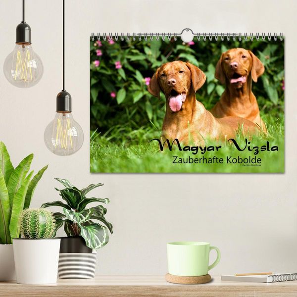 Produktbild: Magyar Vizsla - Zauberhafte Kobolde (Wandkalender 2026 DIN A4 quer), CALVENDO Monatskalender