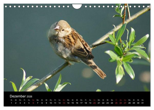 Produktbild: Freche Spatzen (Wandkalender 2026 DIN A4 quer), CALVENDO Monatskalender