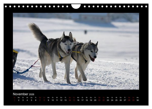 Produktbild: Huskys im Schnee (Wandkalender 2026 DIN A4 quer), CALVENDO Monatskalender