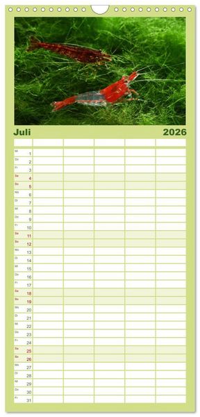 Produktbild: Familienplaner 2026 - Dwarf Shrimps - kleine Garnelen mit 5 Spalten (Wandkalender, 21 x 45 cm) CALVENDO