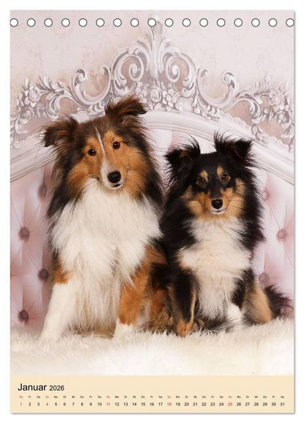 Produktbild: Mit Shelties durchs Jahr (Tischkalender 2026 DIN A5 hoch), CALVENDO Monatskalender