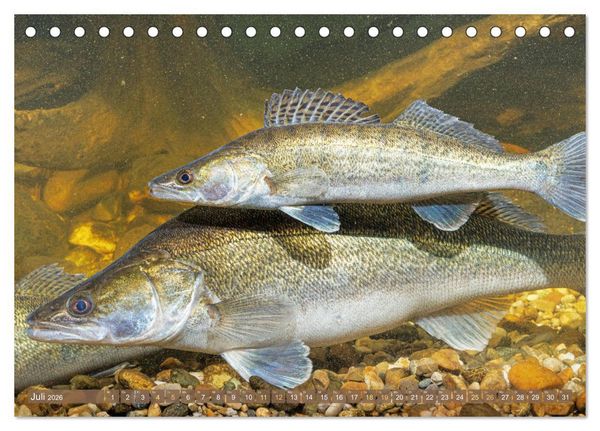 Produktbild: Fische in Teichen und Fl&uuml;ssen (Tischkalender 2026 DIN A5 quer), CALVENDO Monatskalender