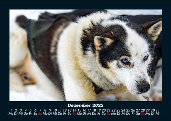 Produktbild: Hundezauber 2025 Fotokalender DIN A5