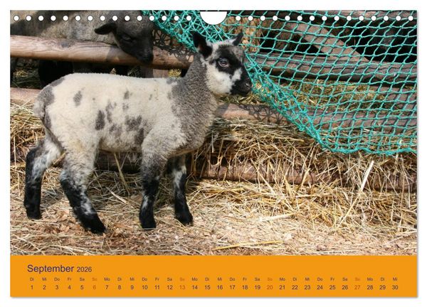 Produktbild: Shropshire Schafe (Wandkalender 2026 DIN A4 quer), CALVENDO Monatskalender