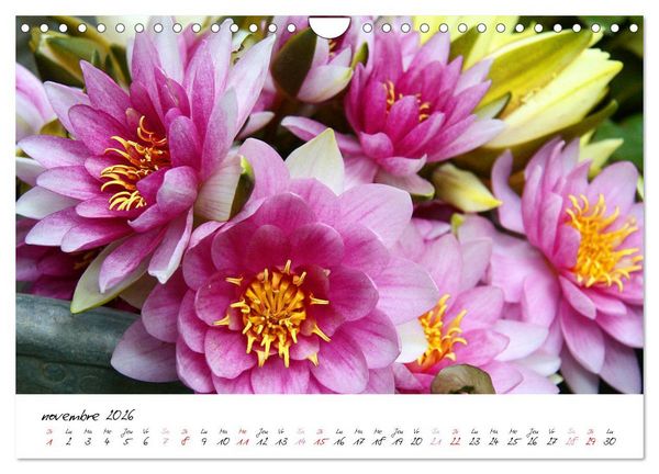 Produktbild: N&eacute;nuphars enchanteurs (Calendrier mural 2026 DIN A4 vertical), CALVENDO calendrier mensuel