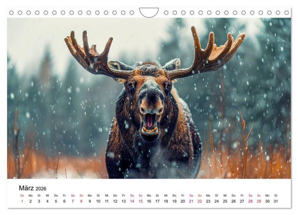 Produktbild: Elche - sch&ouml;ne Momente (Wandkalender 2026 DIN A4 quer), CALVENDO Monatskalender