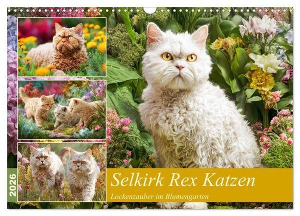 Produktbild: Selkirk Rex Katzen. Lockenzauber im Blumengarten (Wandkalender 2026 DIN A3 quer), CALVENDO Monatskalender