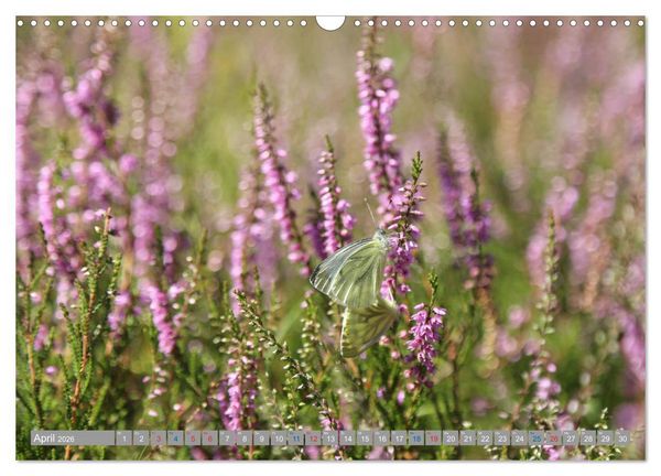 Produktbild: L&uuml;neburger Heide - Faszinierend sch&ouml;n (Wandkalender 2026 DIN A3 quer), CALVENDO Monatskalender