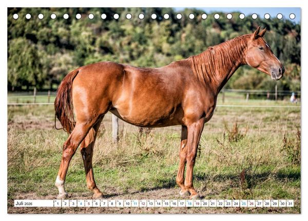 Produktbild: Durch das Jahr mit der Trakehner-Stute Fleur (Tischkalender 2026 DIN A5 quer), CALVENDO Monatskalender