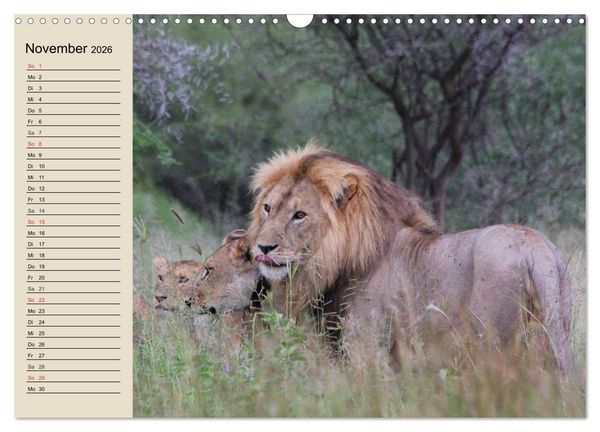 Produktbild: L&ouml;wen. Majest&auml;tische Kraft (Wandkalender 2026 DIN A3 quer), CALVENDO Monatskalender