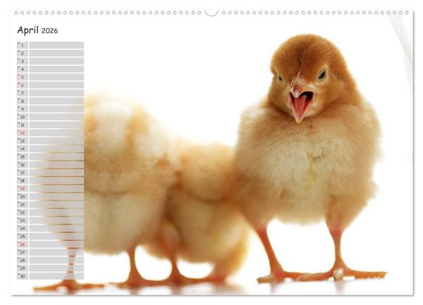 Produktbild: Tierisches aus der K&uuml;ken-Welt (Wandkalender 2026 DIN A2 quer), CALVENDO Monatskalender