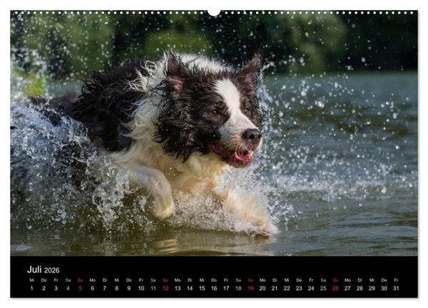 Produktbild: Border Collie 2026 (hochwertiger Premium Wandkalender 2026 DIN A2 quer), Kunstdruck in Hochglanz